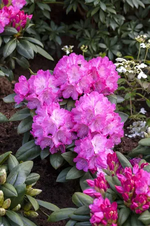 Rhododendron (Y) 'Polaris' - 40-50 CM C10 - image 2