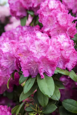 Rhododendron (Y) 'Polaris' - 40-50 CM C10 - image 5