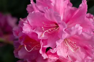 Rhododendron (Y) 'Porzellan'