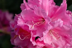 Rhododendron (Y) 'Porzellan' - 60-80 CM C80