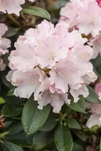 Rhododendron (Y) 'Schneekrone' - 4 Ltr pot - image 1