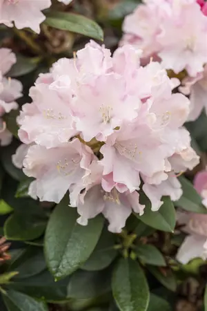 Rhododendron (Y) 'Schneekrone' - 25-30 CM C4 - image 1