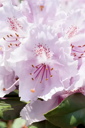 Rhododendron (Y) 'Schneekrone' - 25-30 CM C4 - image 4