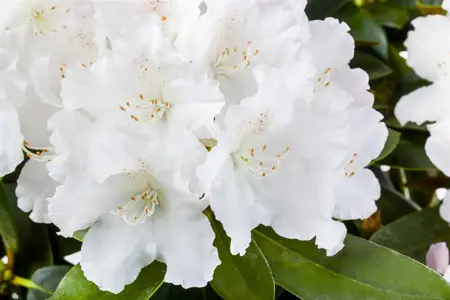 Rhododendron (Y) 'Schneekrone' - 4 Ltr pot - image 2