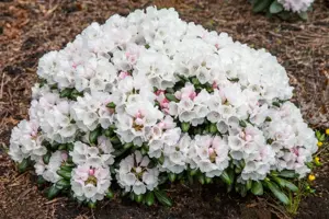Rhododendron (Y) 'Schneekrone' - 4 Ltr pot - image 5