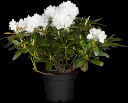 Rhododendron (Y) 'Schneekrone' - 4 Ltr pot - image 3