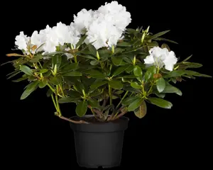 Rhododendron (Y) 'Schneekrone' - 4 Ltr pot - image 3