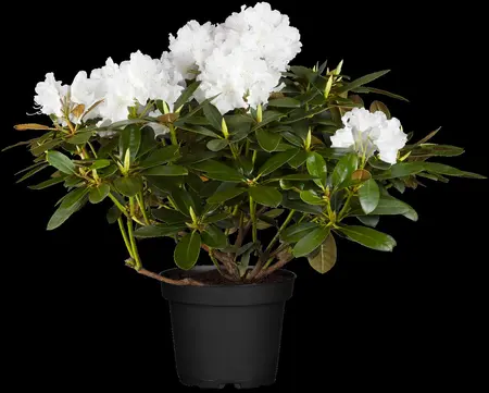 Rhododendron (Y) 'Schneekrone' - 25-30 CM C4 - image 3