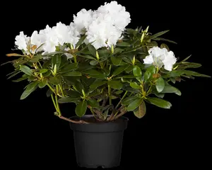 Rhododendron (Y) 'Schneekrone' - 25-30 CM C4 - image 3
