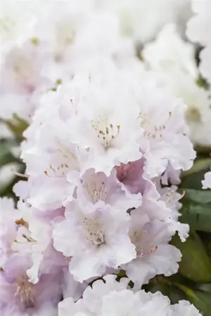 Rhododendron (Y) 'Schneewolke' - 5 Ltr pot - image 1