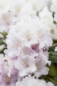 Rhododendron (Y) 'Schneewolke'