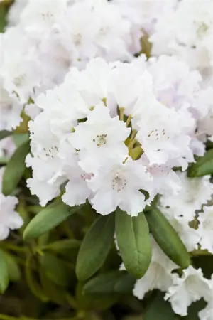 Rhododendron (Y) 'Schneewolke' - 5 Ltr pot - image 3