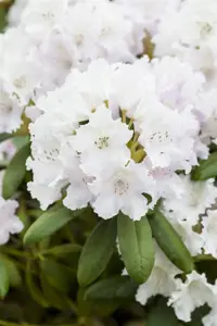 Rhododendron (Y) 'Schneewolke' - 5 Ltr pot - image 3