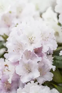 Rhododendron (Y) 'Schneewolke'