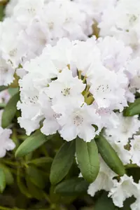Rhododendron (Y) 'Schneewolke' - 30-40 CM C5 - image 3