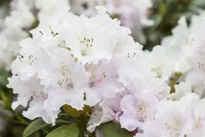 Rhododendron (Y) 'Schneewolke' - 5 Ltr pot - image 2