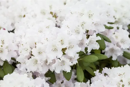 Rhododendron (Y) 'Schneewolke' - 5 Ltr pot - image 4