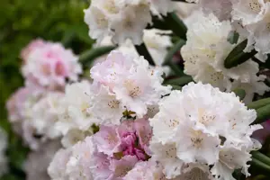 Rhododendron (Y) 'Schneewolke' - 5 Ltr pot - image 5