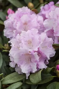 Rhododendron (Y) 'Silberwolke' - 25-30 CM C3 - image 2