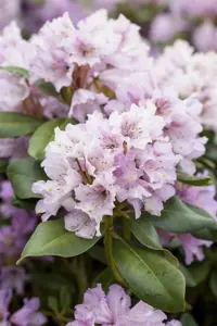 Rhododendron (Y) 'Silberwolke' - 25-30 CM C3 - image 3