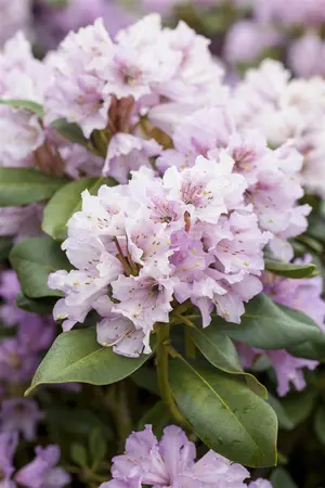 Rhododendron (Y) 'Silberwolke' - 40-50 CM C20 - image 3
