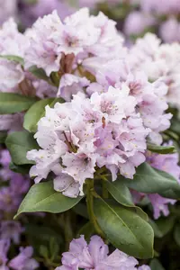Rhododendron (Y) 'Silberwolke' - 40-50 CM C20 - image 3