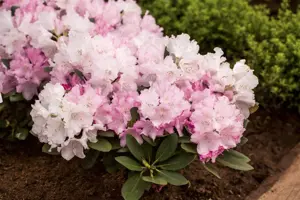 Rhododendron (Y) 'Silberwolke'