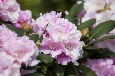 Rhododendron (Y) 'Silberwolke' - 5 Ltr pot - image 4