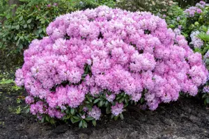 Rhododendron (Y) 'Silberwolke' - 25-30 CM C3 - image 5