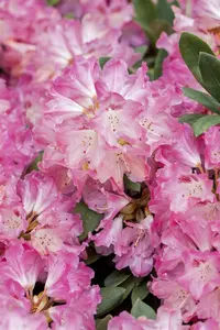 Rhododendron (Y) 'Sneezy' - 40-50 CM C20 - image 4