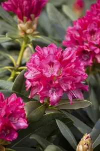 Rhododendron (Y) 'Sneezy' - 40-50 CM C20 - image 5