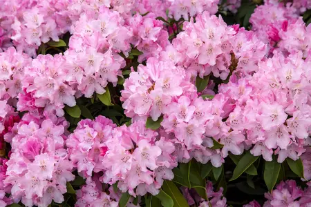 Rhododendron (Y) 'Tina Heinje' - 90 CM STEM 7.5 L - image 1