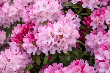 Rhododendron (Y) 'Tina Heinje' - 90 CM STEM 7.5 L - image 2