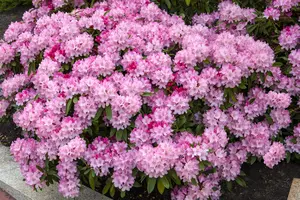 Rhododendron (Y) 'Tina Heinje' - 90 CM STEM 7.5 L - image 3