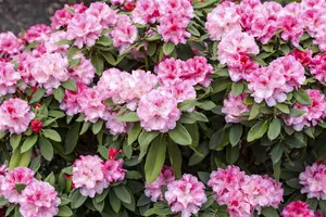 Rhododendron (Y) 'Tina Heinje' - 90 CM STEM 7.5 L - image 4