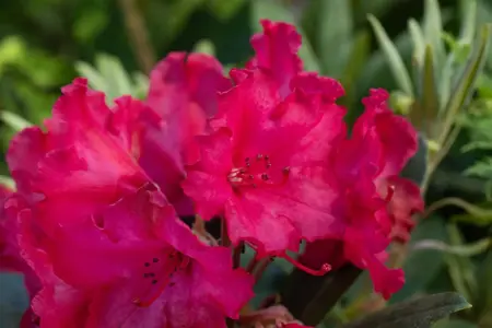 Rhododendron (Y) 'Vollblut' - 2 Ltr pot - image 2