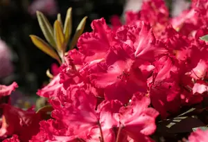 Rhododendron (Y) 'Vollblut'