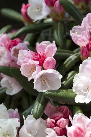 Rhododendron yakushimanum 'Koichiro Wada' - 25-30 CM C5 - image 3