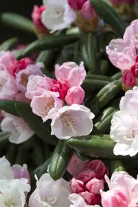 Rhododendron yakushimanum 'Koichiro Wada' - 25-30 CM C5 - image 3