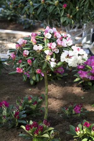 Rhododendron yakushimanum 'Koichiro Wada' - 50-60 CM RB - image 2