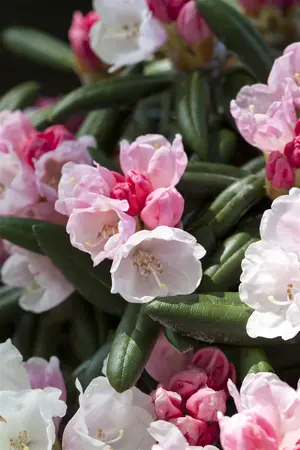 Rhododendron yakushimanum 'Koichiro Wada' - 50-60 CM RB - image 3
