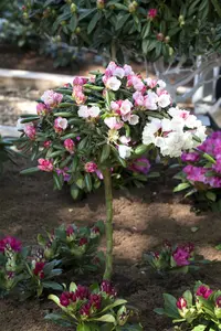 Rhododendron yakushimanum 'Koichiro Wada' - 40-50 CM C7.5 - image 2