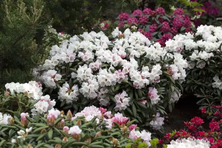 Rhododendron yakushimanum 'Koichiro Wada' - 25-30 CM C5 - image 1