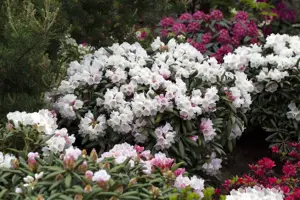 Rhododendron yakushimanum 'Koichiro Wada'