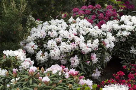 Rhododendron yakushimanum 'Koichiro Wada' - 50-60 CM RB - image 1