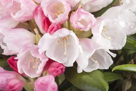 Rhododendron yakushimanum 'Koichiro Wada' - 50-60 CM RB - image 5