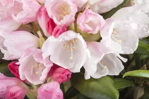 Rhododendron yakushimanum 'Koichiro Wada' - 50-60 CM RB - image 5