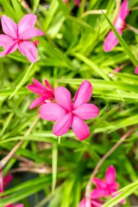 Rhodohypoxis ?Beverly?