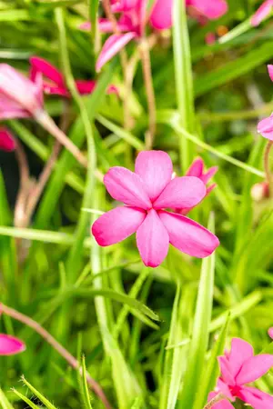 Rhodohypoxis ?Beverly? - 2 Ltr pot - image 2