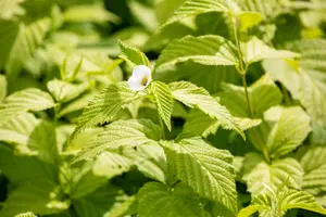 Rhodotypos scandens - 2 Ltr pot - image 3
